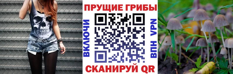 Псилоцибиновые грибы Psilocybe  Купить где  Свирск 